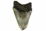 Bargain, Megalodon Tooth - North Carolina #152940-1
